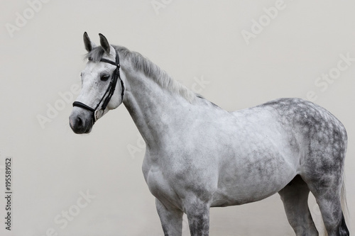 Canvas Print Portrait of grey horse with bridle look back isolated on light background