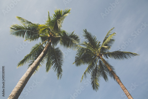 Coconut tree. Vintage tone