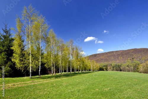Birch trees with young leaves in spring