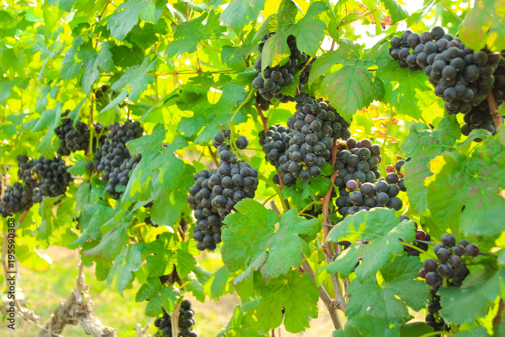 Fresh grapes on crop, Vineyard in Thailand.
