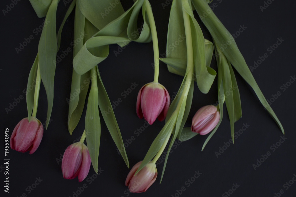 Obraz premium Pink tulips on black background