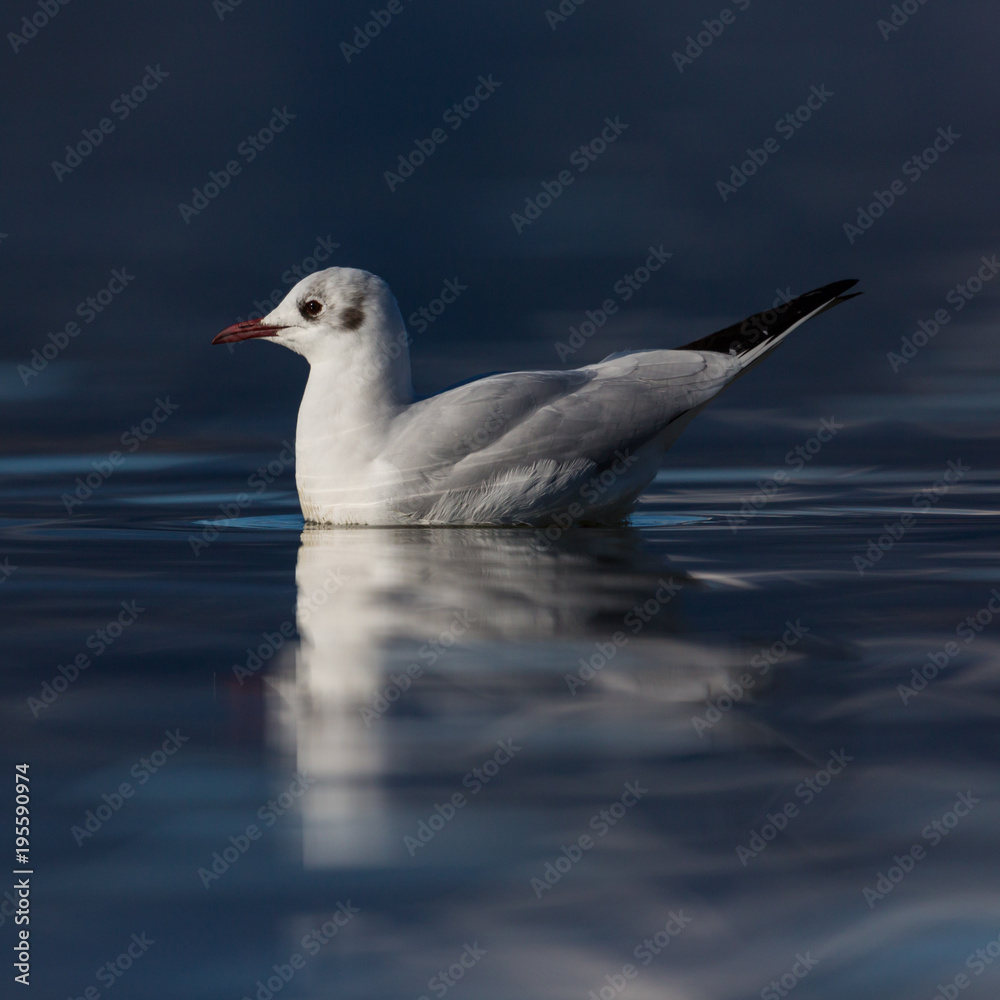 swimming black-headed gull (larus ridibundus), deep blue water, sunshine swimming black-headed gull (larus ridibundus), deep blue water, sunshine