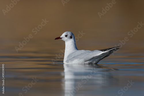 portrait black-headed gull (larus ridibundus) swimming, sunlight