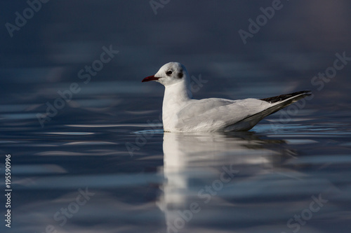 black-headed gull (larus ridibundus) swimming, deep blue water