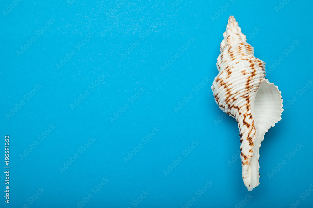 Spotted seashell on a blue background, empty space for text. Spotted seashell on a blue background, empty space for text.