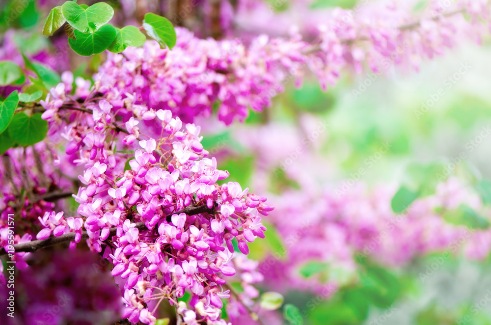 Blooming Judas tree. Cercis siliquastrum, canadensis, Eastern redbud. Blossom pink flowers branch in sunlights. Spring and summer concept, sunny day. Copy space Blooming Judas tree. Cercis siliquastrum, canadensis, Eastern redbud. Blossom pink flowers branch in sunlights. Spring and summer concept, sunny day. Copy space