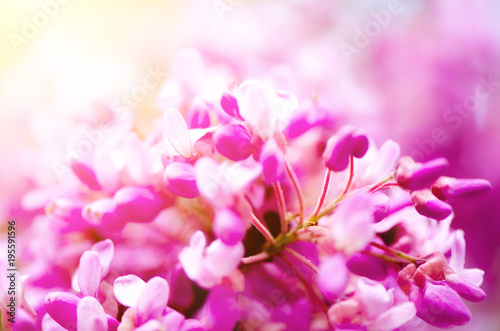 Macro of eastern redbud tree's. Blooming Judas tree. Cercis siliquastrum, canadensis. Pink flowers banch. Summer and spring concept, copy space