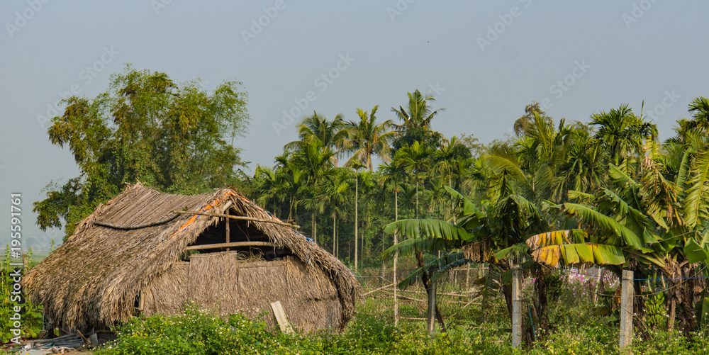 a thatched barn in garden with coconut palm trees and plants a thatched barn in garden with coconut palm trees and plants