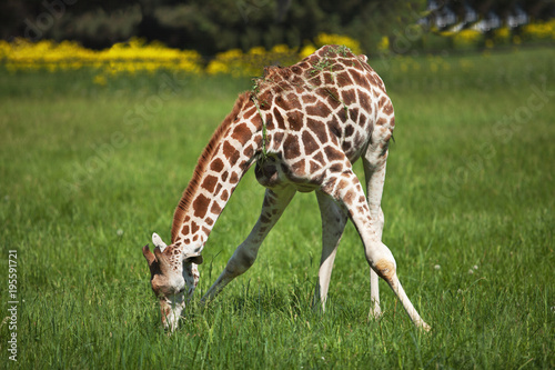 A young giraffe eats luscious green grass