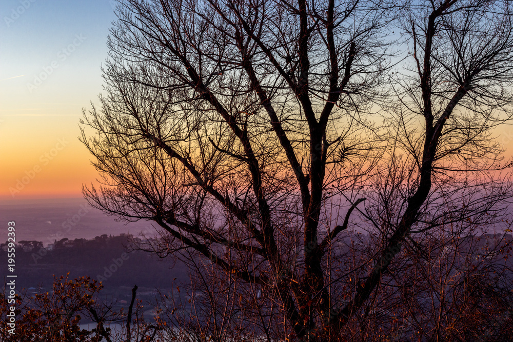 sagoma di albero al tramonto in italia sagoma di albero al tramonto in italia