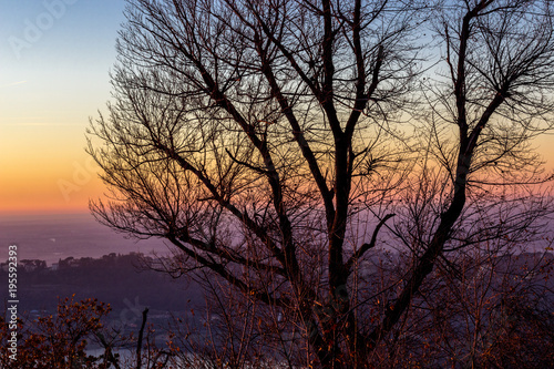 sagoma di albero al tramonto in italia