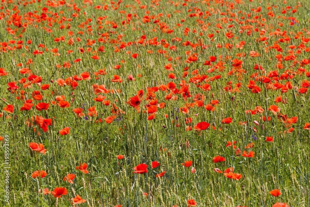 Wunderful poppy field in late may