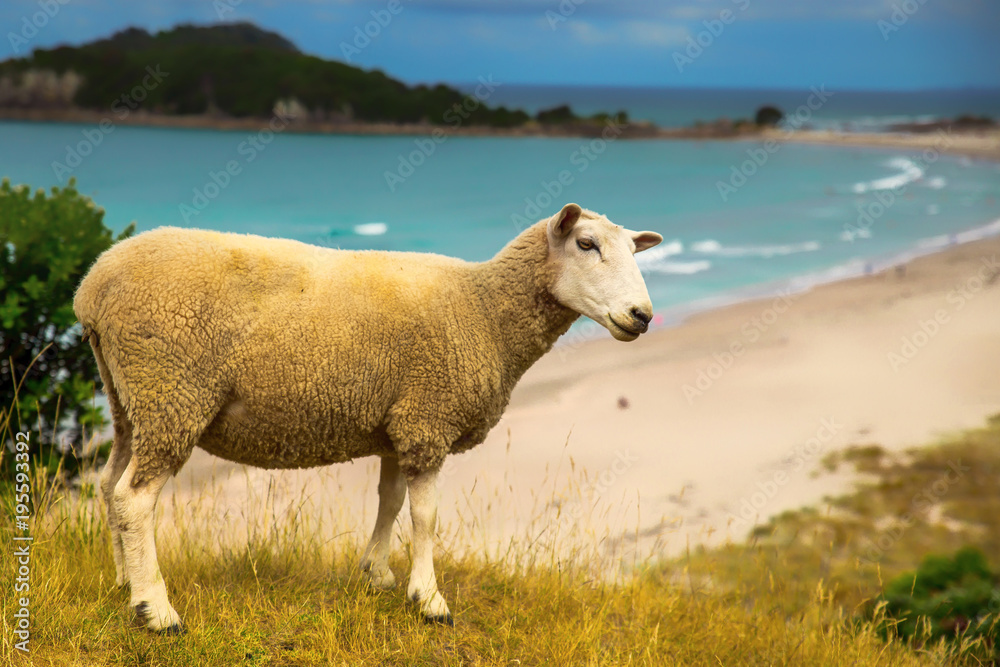 New Zealand sheep on the beach with turquoise water in Mount Maunganui New Zealand sheep on the beach with turquoise water in Mount Maunganui