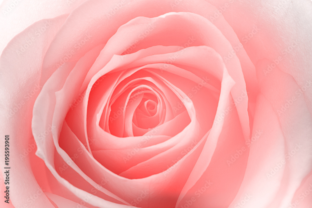 macro of a rose flower