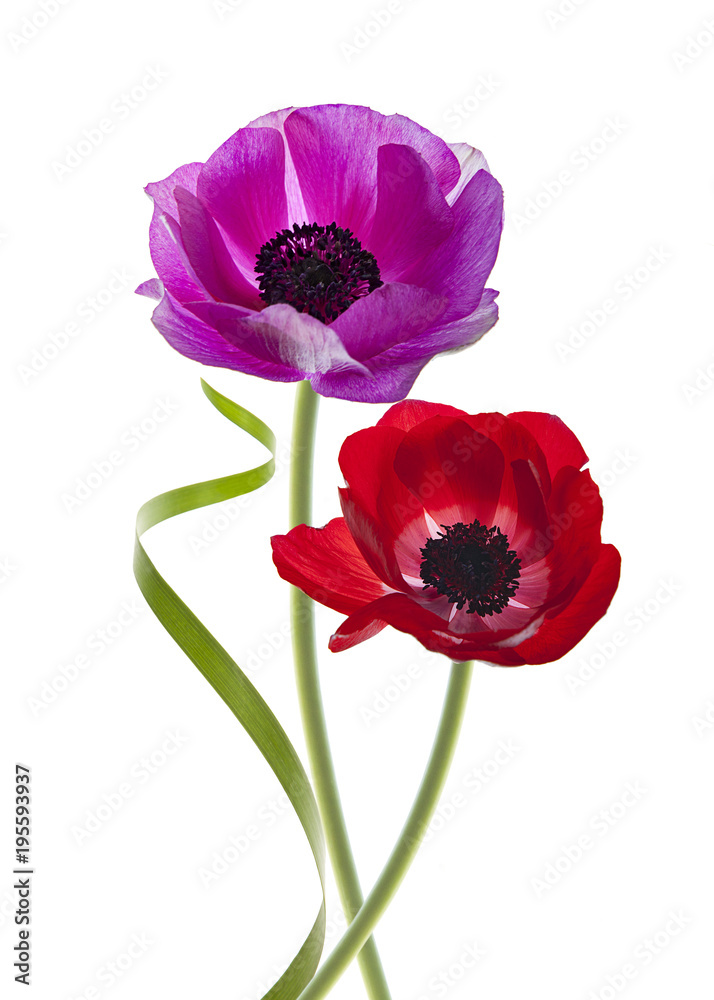 anemones rosas y rojo aislado en fondo blanco anemones rosas y rojo aislado en fondo blanco