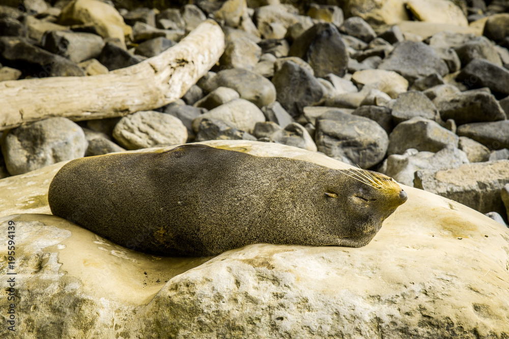 Fototapeta premium Sleeping seal at Tunnel beach, Dunedin, New Zealand