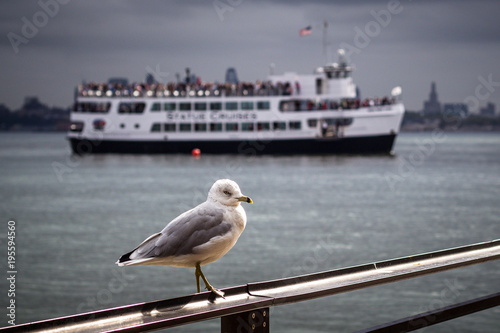 Seagull at Liberty island, New York