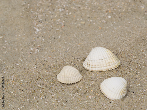 Three shellfish on the beach