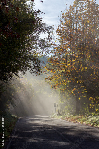 strada alberata con nebbia in italia