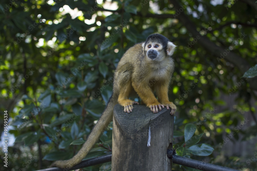 monkey monkey