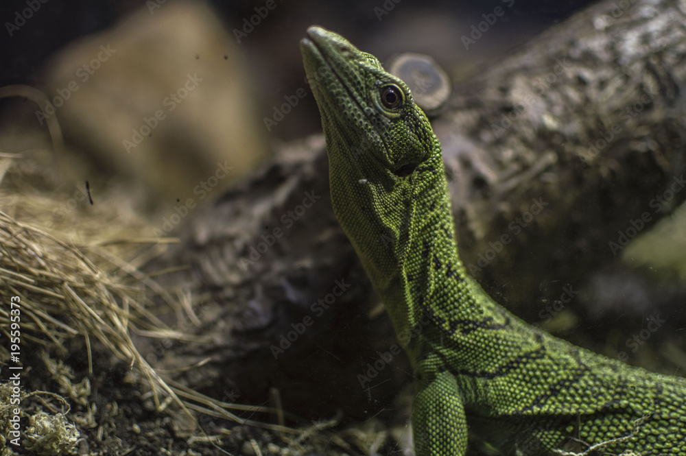 Obraz premium green lizard