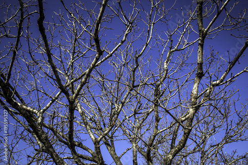 Bare tree branches in winter and a clear blue sky