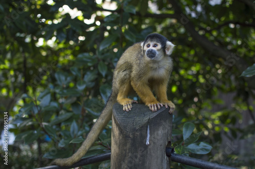 monkey