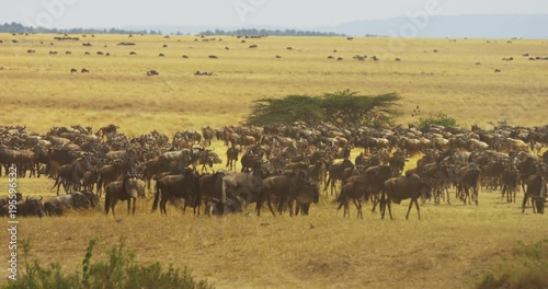 Herd of gnus in the savanna photo