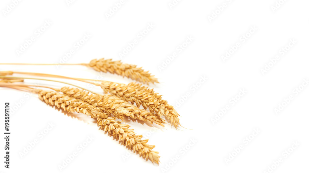bunch of Golden wheat as a symbol of love and warmth. Isolated on white background. copy space, template. bunch of Golden wheat as a symbol of love and warmth. Isolated on white background. copy space, template.