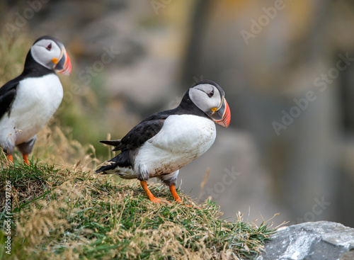 The Atlantic puffin, also known as the common puffin © wjarek