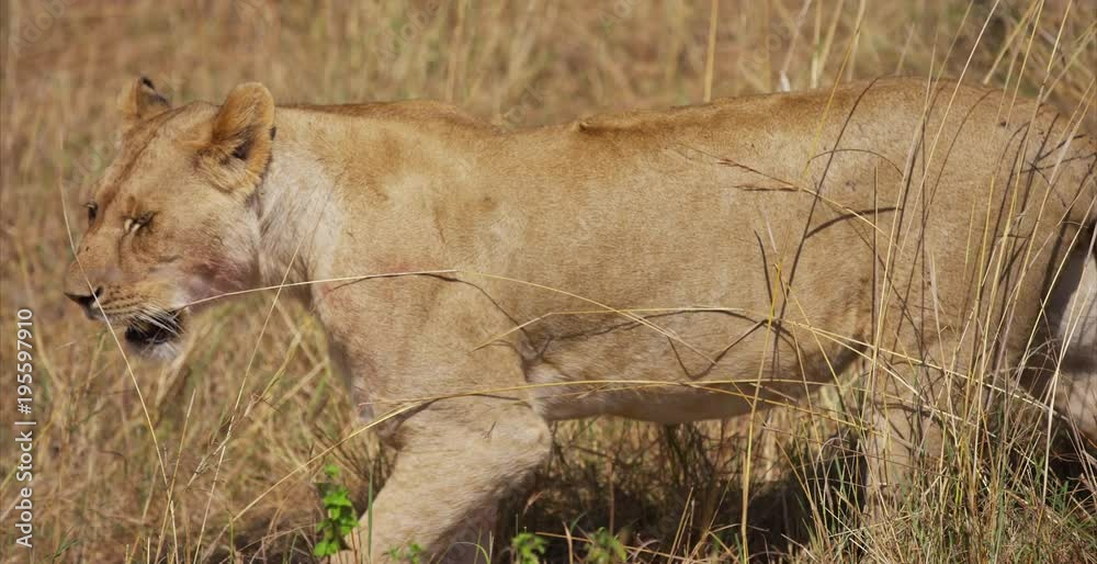 Female lion walking in the savanna Female lion walking in the savanna