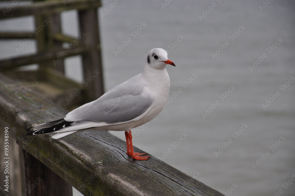 Fototapeta premium Ostsee, Möve, Nahaufnahme, Vogel, Winter, Meer