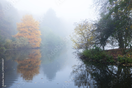 Baum mit Herbstfärbung im Nebel, Rombergpark, Dortmund, Nordrhein-Westfalen, Deutschland, Europa