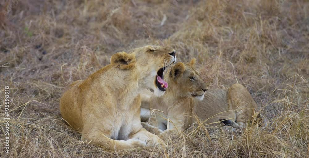 Yawning lion and cub