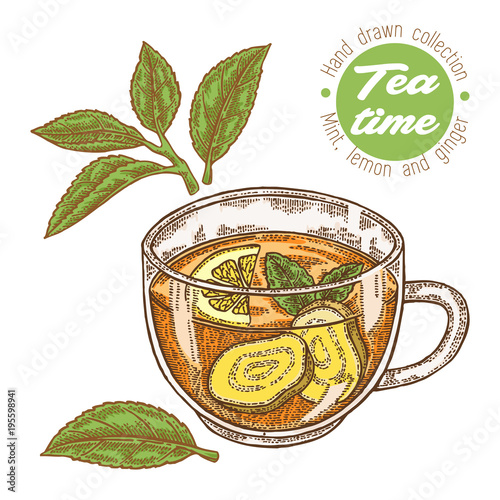 Hand drawn cup of tea. Herbal tea with lemon, mint and ginger isolated on white. Vector illustration. Design for packaging.