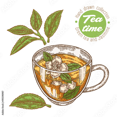 Hand drawn cup of tea. Green tea and jasmine isolated on white. Vector illustration. Design for packaging.