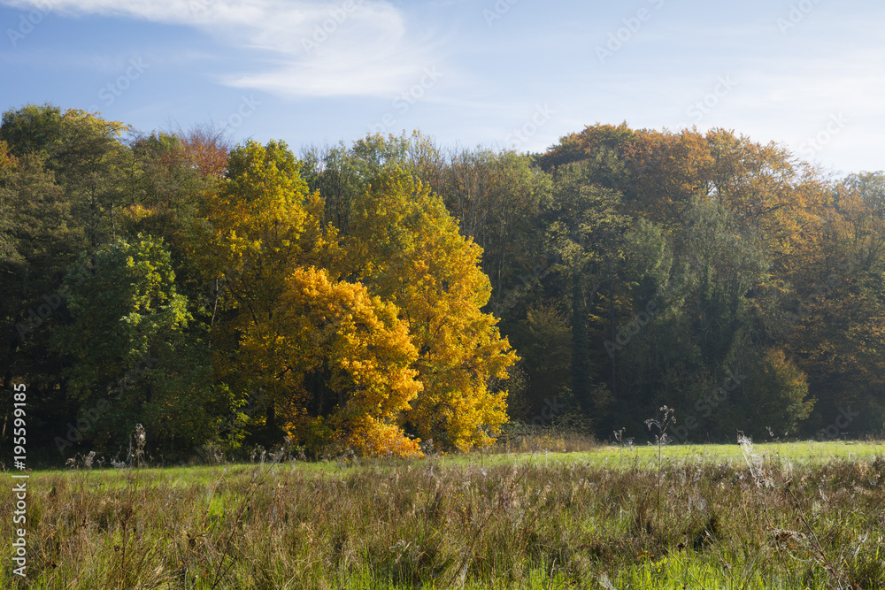 Herbstlandschaft im Rombergpark, Dortmund, Nordrhein-Westfalen, Deutschland, Europa