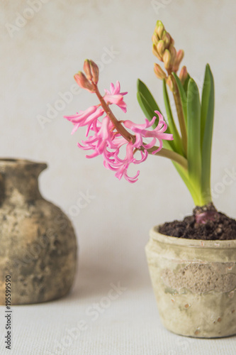 Blooming pink hyacinth in an old ceramic flower pot on a light background. 