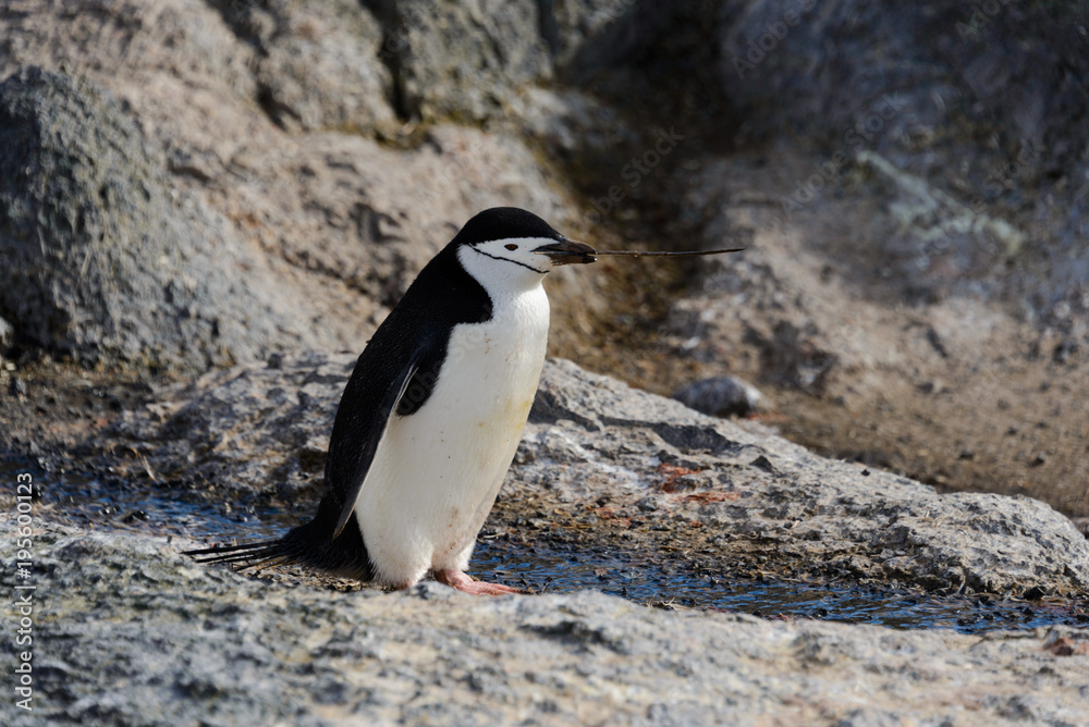 Fototapeta premium Chinstrap penguin with twig in beak