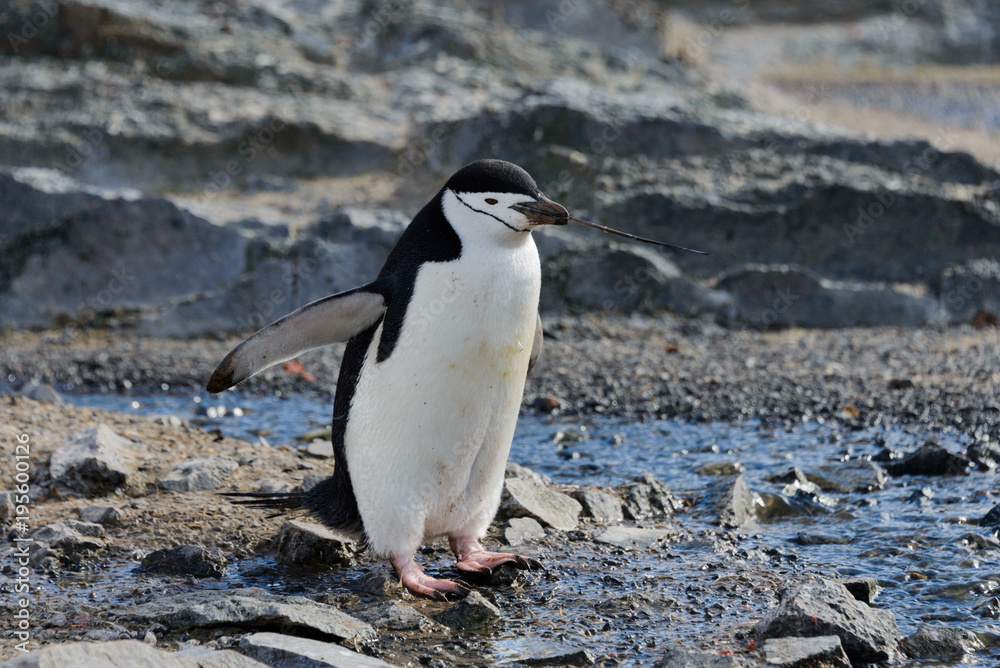 Obraz premium Chinstrap penguin with twig in beak