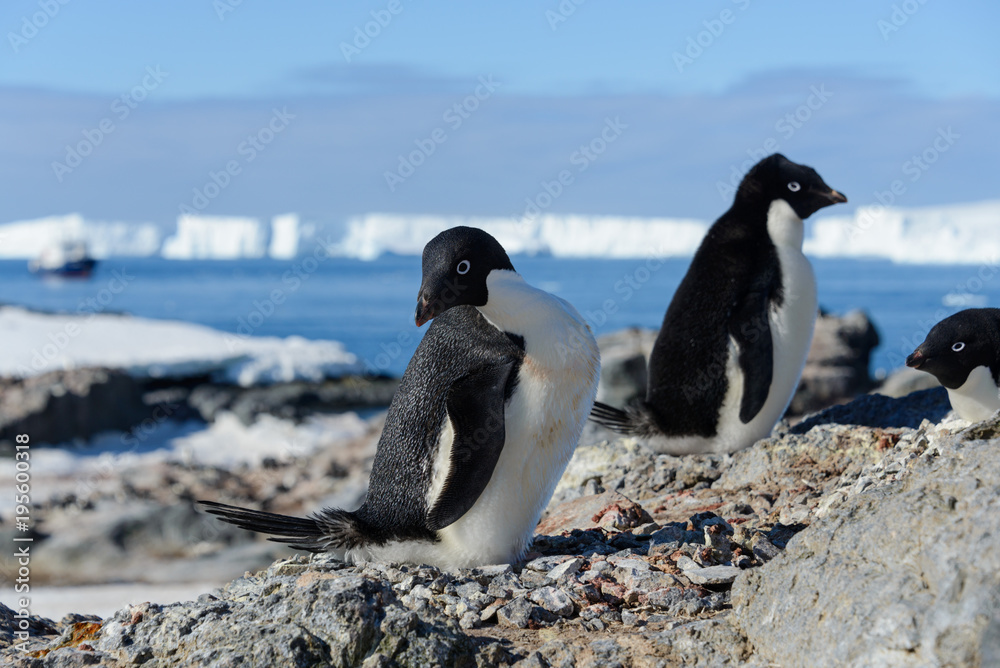 Naklejka premium Adelie penguins on beach