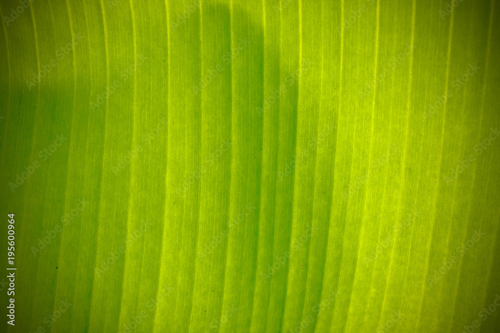 Texture background of backlight fresh green banana leaf.