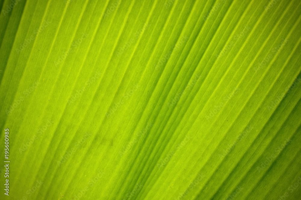Texture background of backlight fresh green banana leaf. Texture background of backlight fresh green banana leaf.