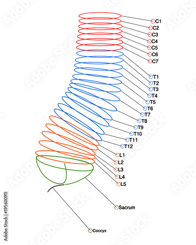 Vertebral column 4000x5000.ai