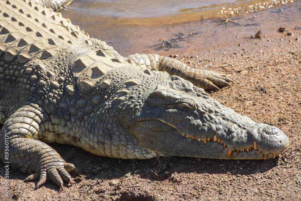 Naklejka premium crocodile resting on the banks of a dam