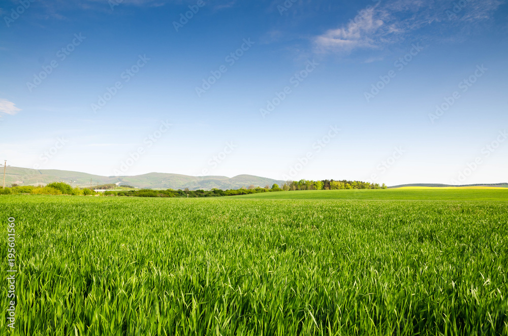 green field and blue sky