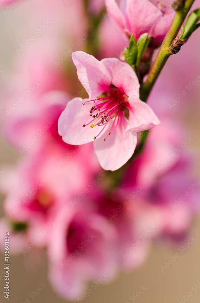 Fototapeta premium peach blossom flowers