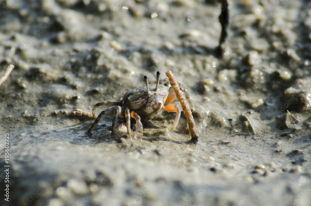 crab on moody sand crab on moody sand