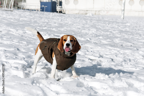 Dog beagle in winter clothes