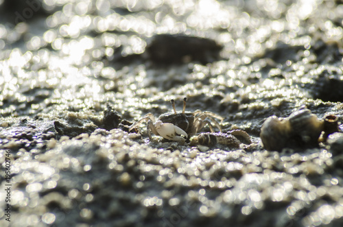 crab on moody sand 